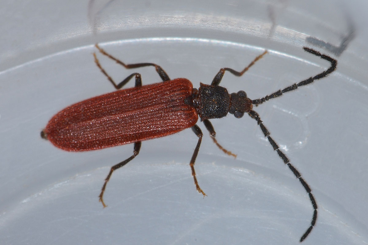 Omalisius taurinensis (cf), Omalisidae